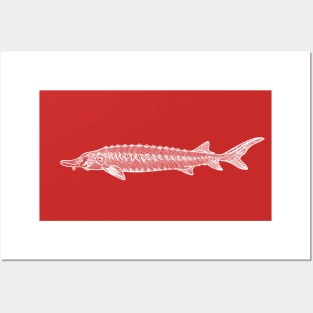 Common Sturgeon fish design Posters and Art